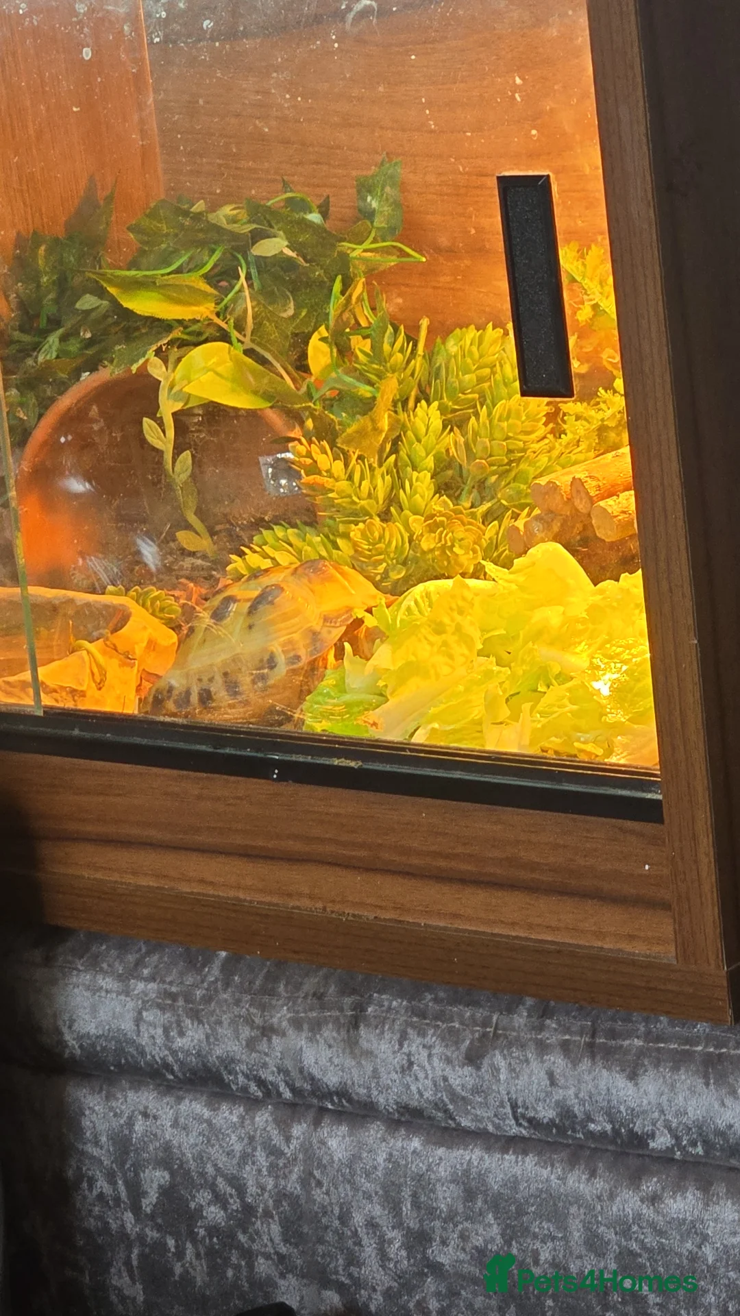 Hermann Tortoise reptiles for sale: Tortise for sale with tortise table  - Advert 2