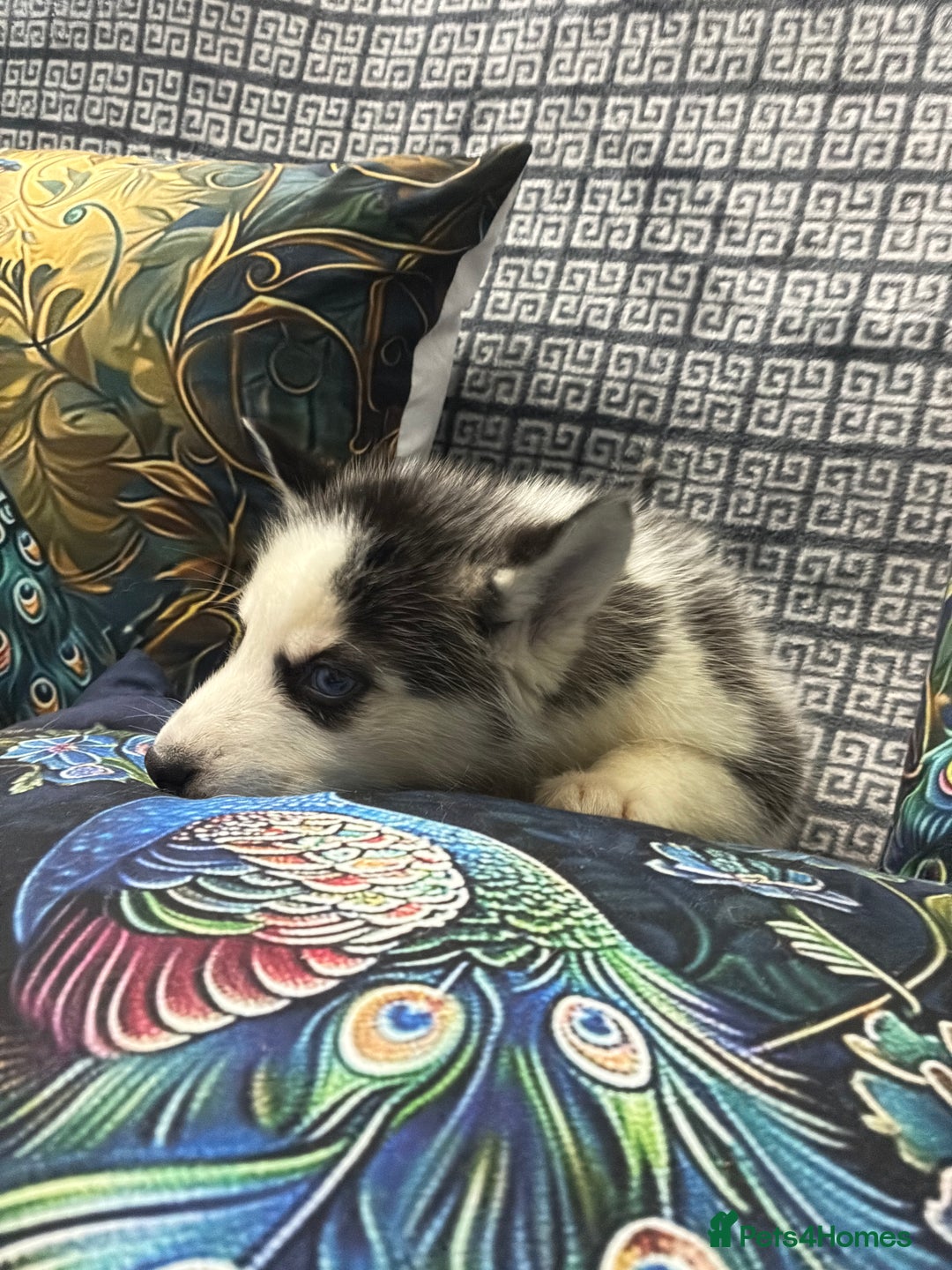 Siberian Husky dogs for sale: Pure Siberian huskies  - Advert 18