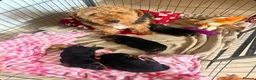 Welsh Terrier dogs for sale: STUNNING WELSH TERRIER PUPPIES AVAILABLE  - Advert 5