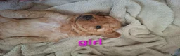 Cockapoo dogs for sale: Cockapoo Puppies PRA Clear! 262 DNA tests clear!KC - Advert 19