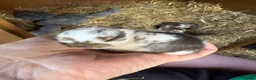 Mini Lop rabbits for sale: Super Cute Mini Lops ❤️ in Hailsham - Advert 20