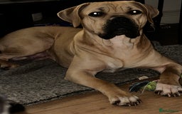 Cane Corso dogs for sale: Cane Corso Puppies for Sale - Image 21