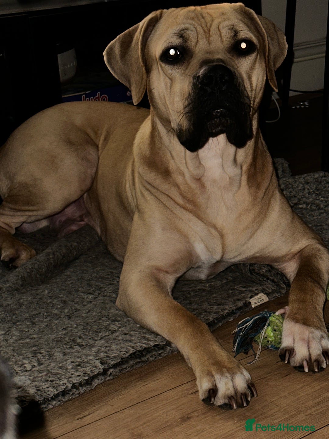 Cane Corso dogs for sale: Cane Corso Puppies for Sale - Image 21