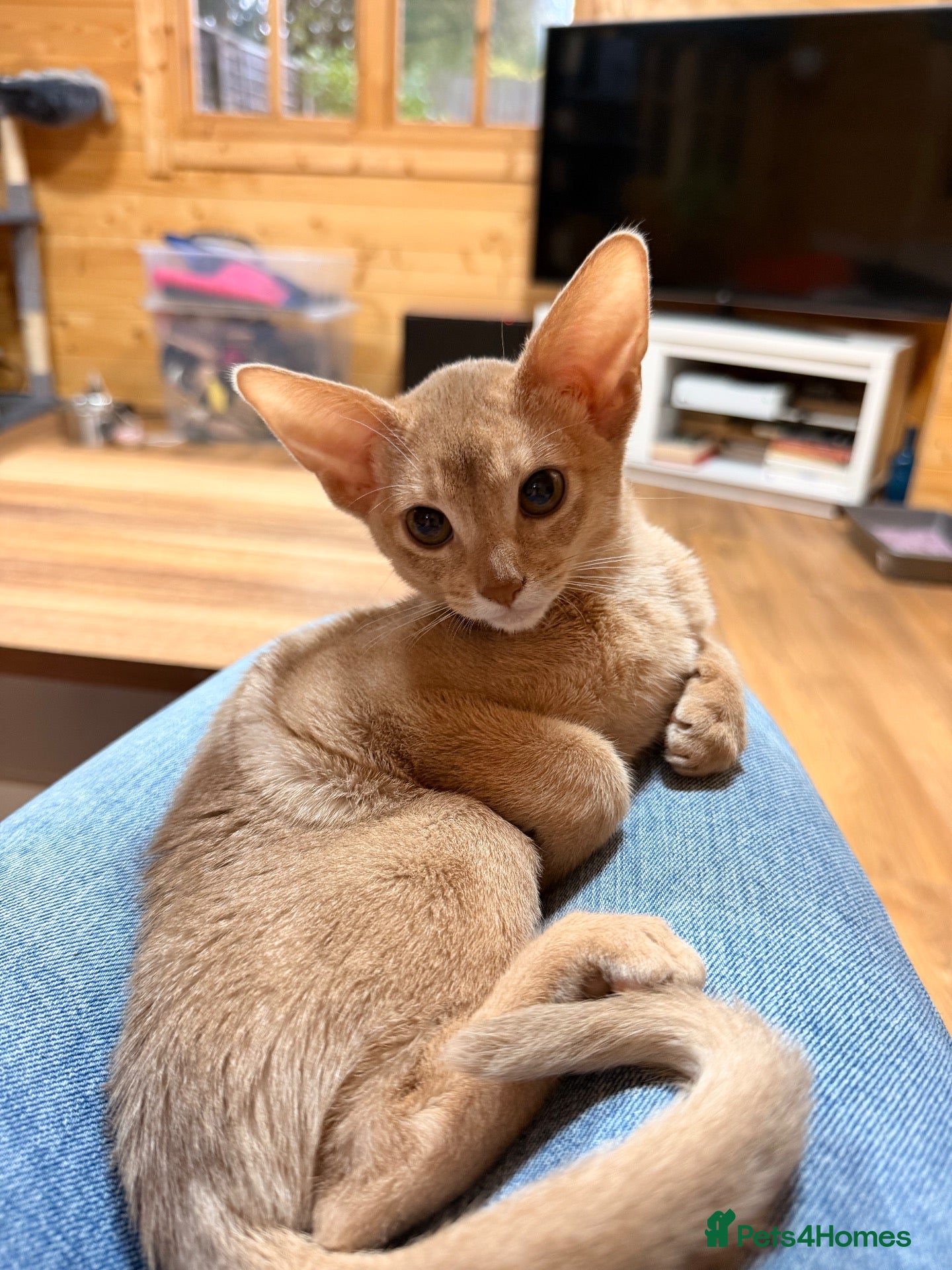 Abyssinian cats Abyssian girl looking for loving home - Advert 17