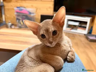 Abyssinian cats Abyssian girl looking for loving home - Advert 17