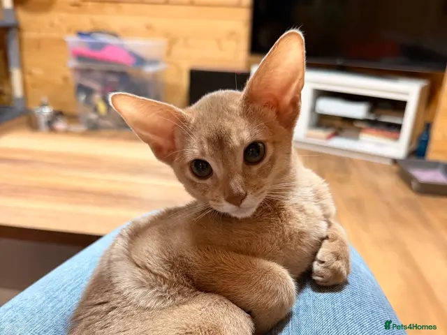 Abyssinian cats Abyssian girl looking for loving home - Advert 5