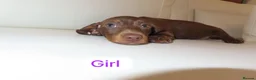 Miniature Dachshund dogs for sale: Dachshund - Advert 5