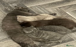 British Shorthair cats for sale: BSH Kittens 🧡🩷❤️💜💛💖 - Image 7