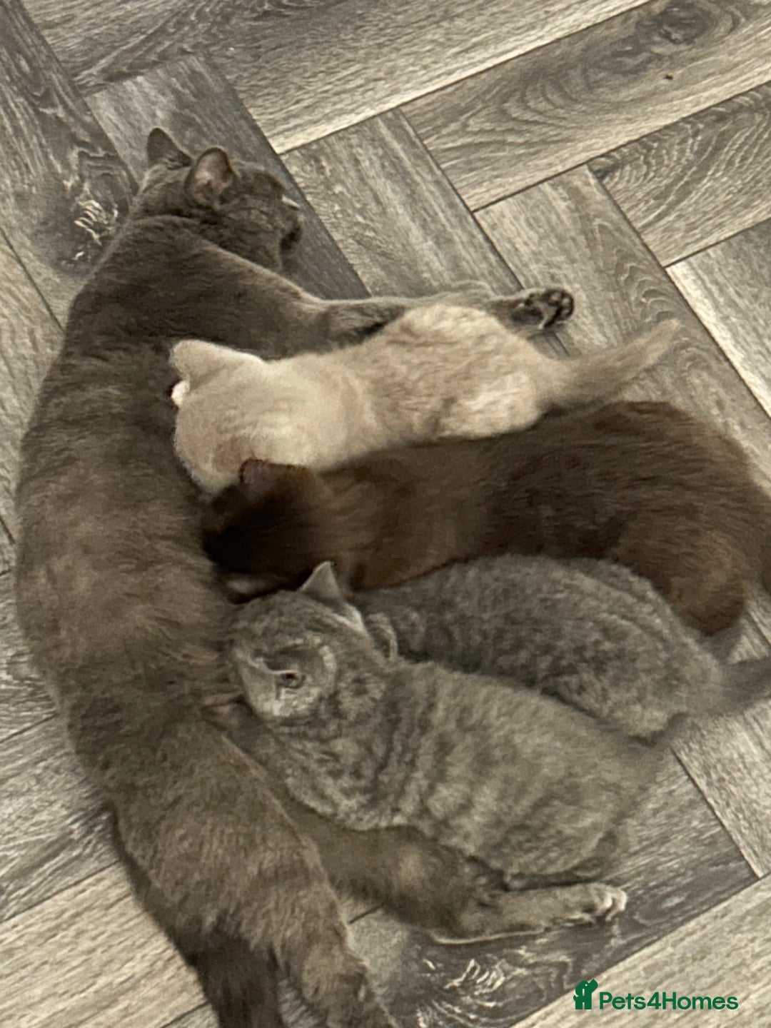 British Shorthair cats for sale: BSH Kittens 🧡🩷❤️💜💛💖 - Image 7