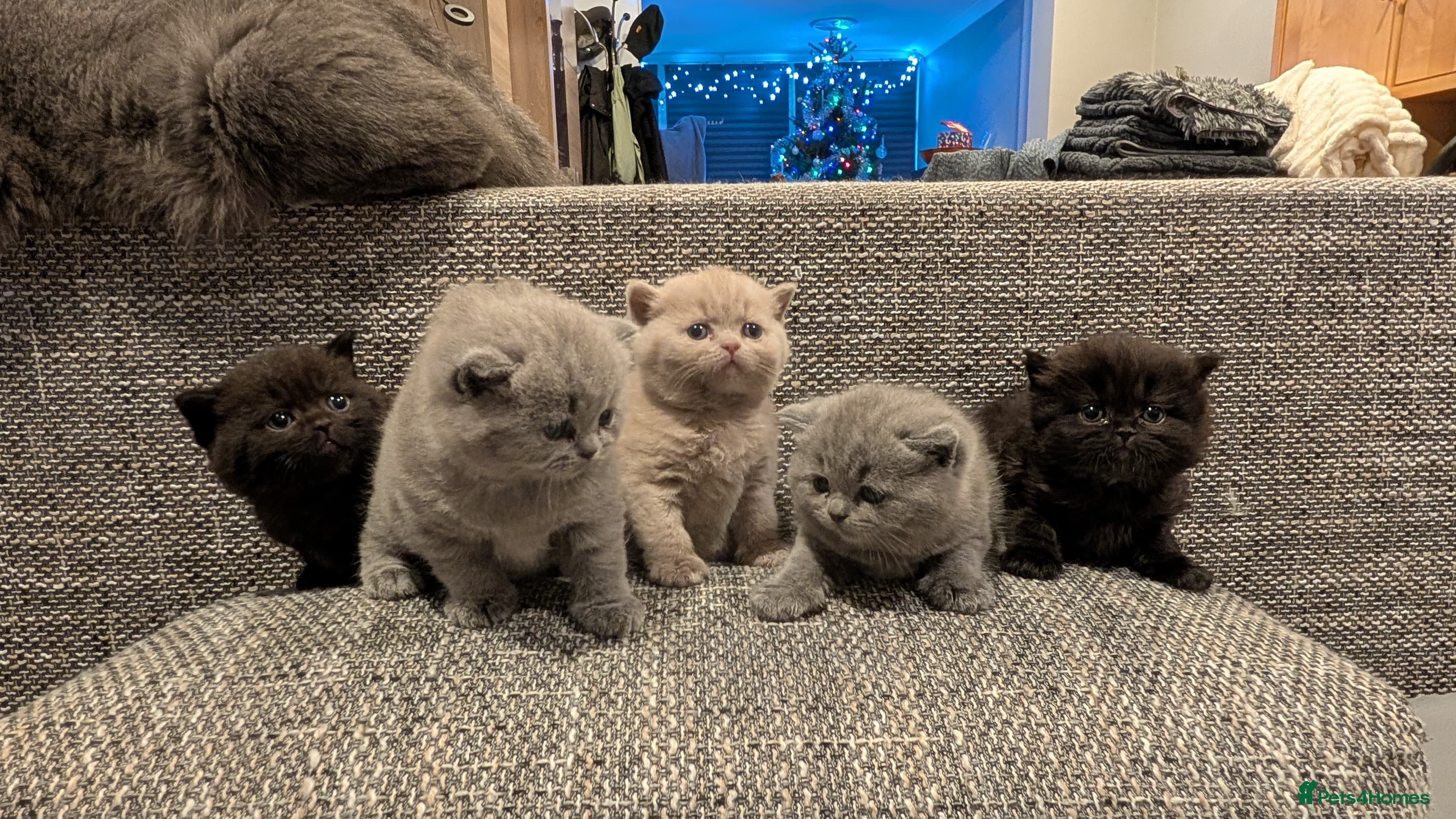 British Shorthair cats Multi-colour GCCF British Shorthair kittens  - Advert 5