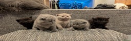 British Shorthair cats for sale: Multi-colour GCCF British Shorthair kittens  - Advert 1