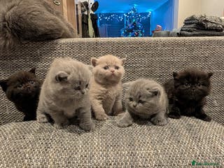 British Shorthair cats Multi-colour GCCF British Shorthair kittens - Advert 9
