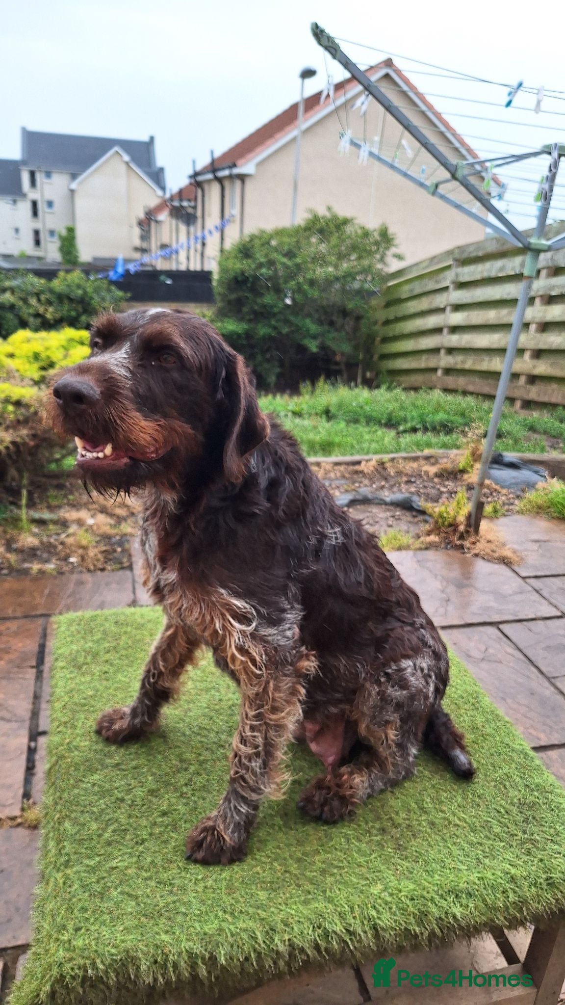 Mixed Breed dogs Lovely marked GWP / ESS puppies for sale  - Advert 1