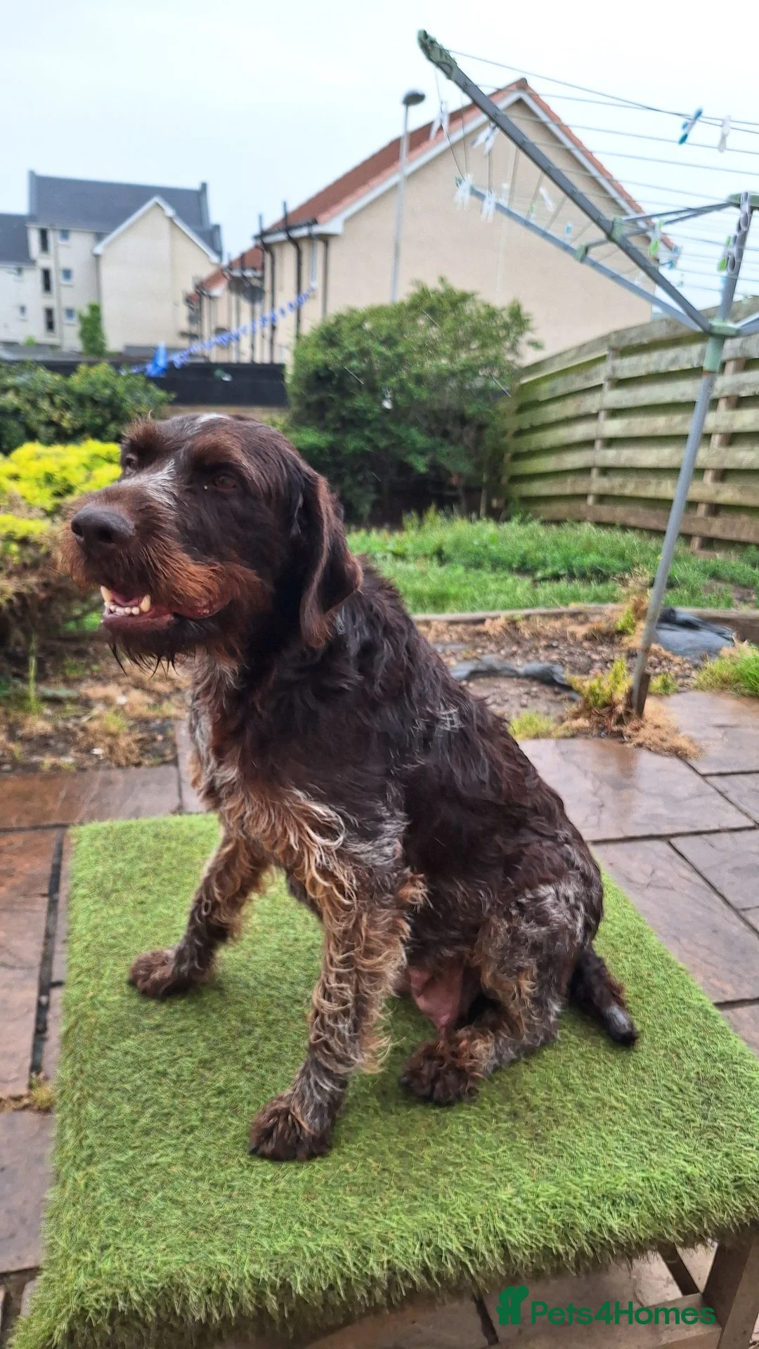 Mixed Breed dogs for sale: Lovely marked GWP / ESS puppies for sale  in Dalkeith - Advert 1