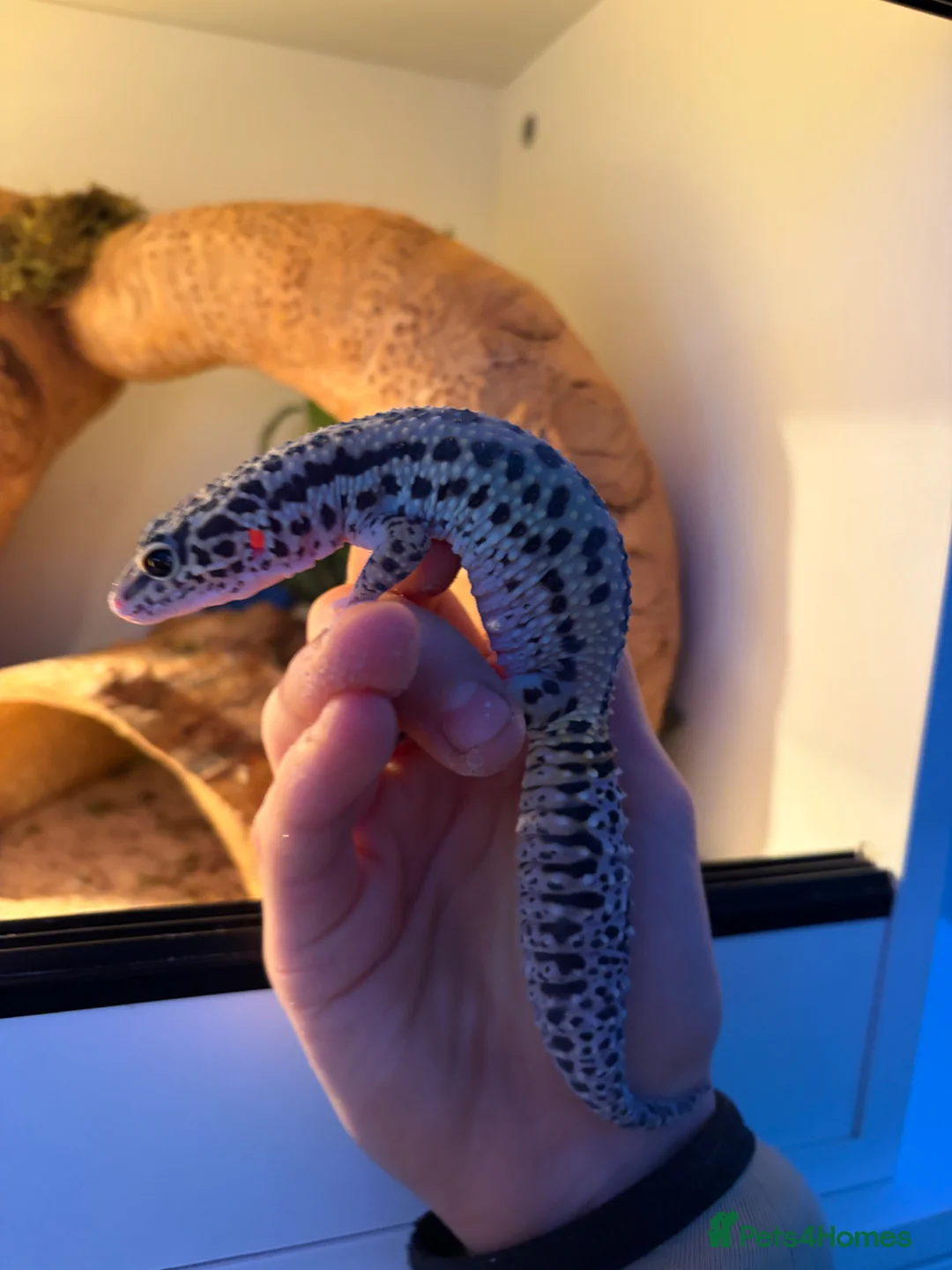Leopard Gecko reptiles for sale: Lepord gecko and full setup with bulbs for sale   in Sheffield - Advert 8