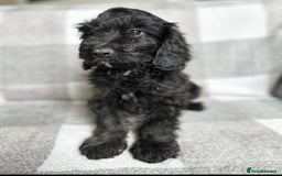 Cockapoo dogs for sale: Beautiful cockapoos looking for forever homes  - Image 10