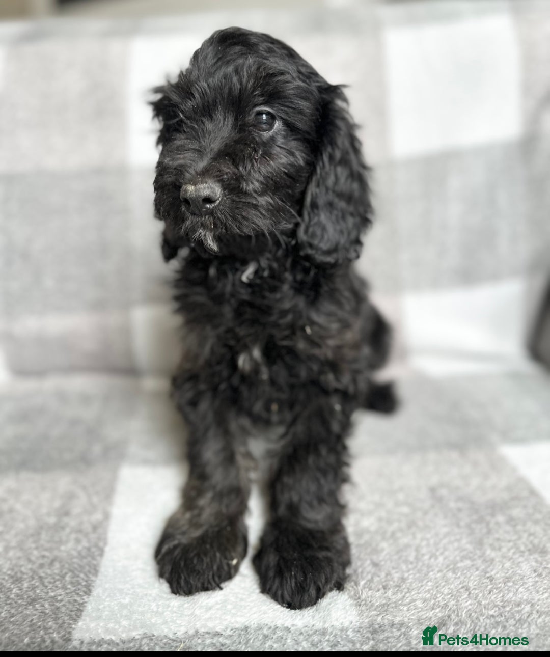 Cockapoo dogs for sale: Beautiful cockapoos looking for forever homes  - Image 10