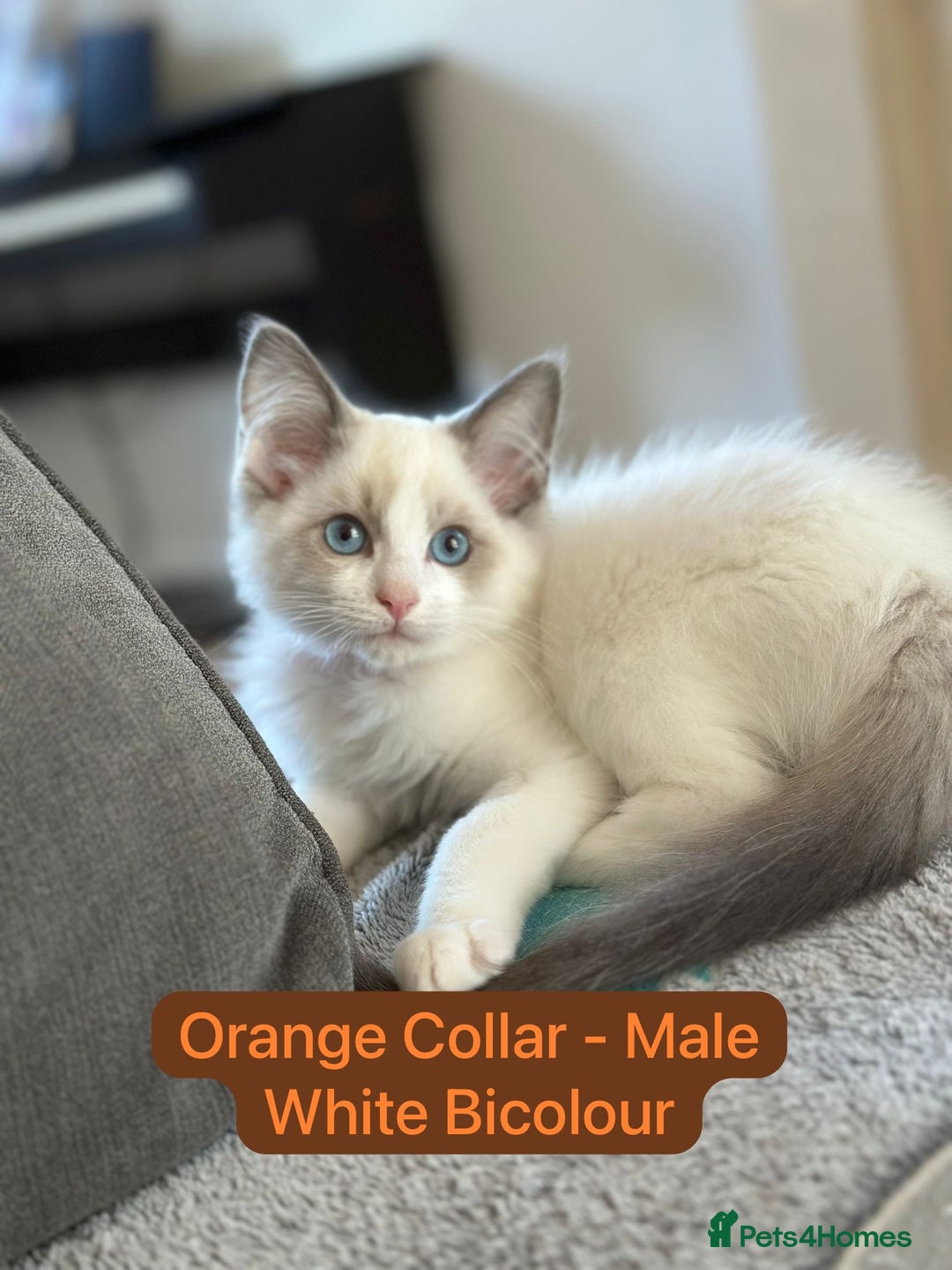 Ragdoll cats for sale: 💙LAST MALE 💙GCCF Registered Ragdoll Kittens🐾 in Taunton - Image 9