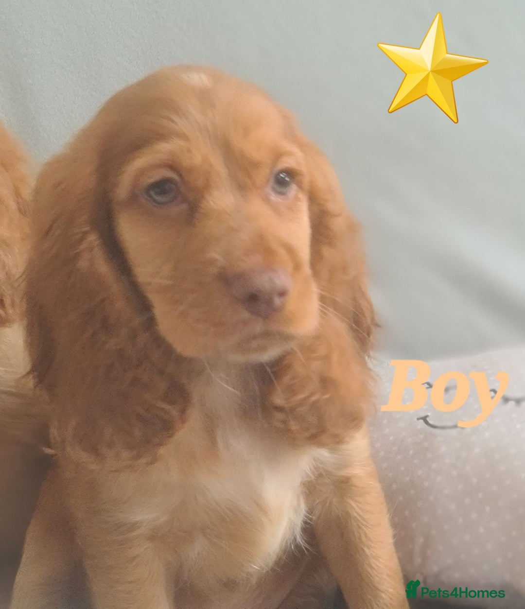 Cocker Spaniel dogs for sale: 🐶PRA FA HEALTH TESTED Show Cocker Spaniels Ready - Image 10