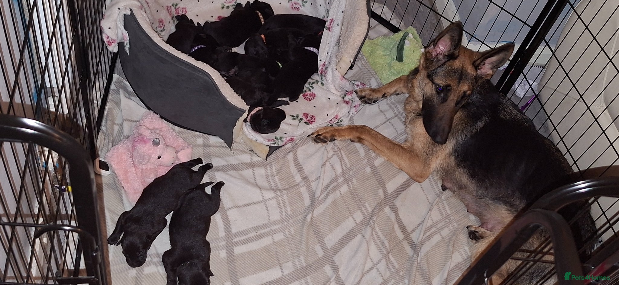 Sheprador dogs SHEPRADOR Puppies  - Advert 1