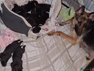 Sheprador dogs SHEPRADOR Puppies - Advert 1