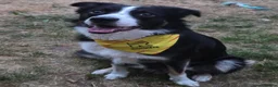 Border Collie dogs for sale: 10 month old male border collie  in Nottingham - Advert 4