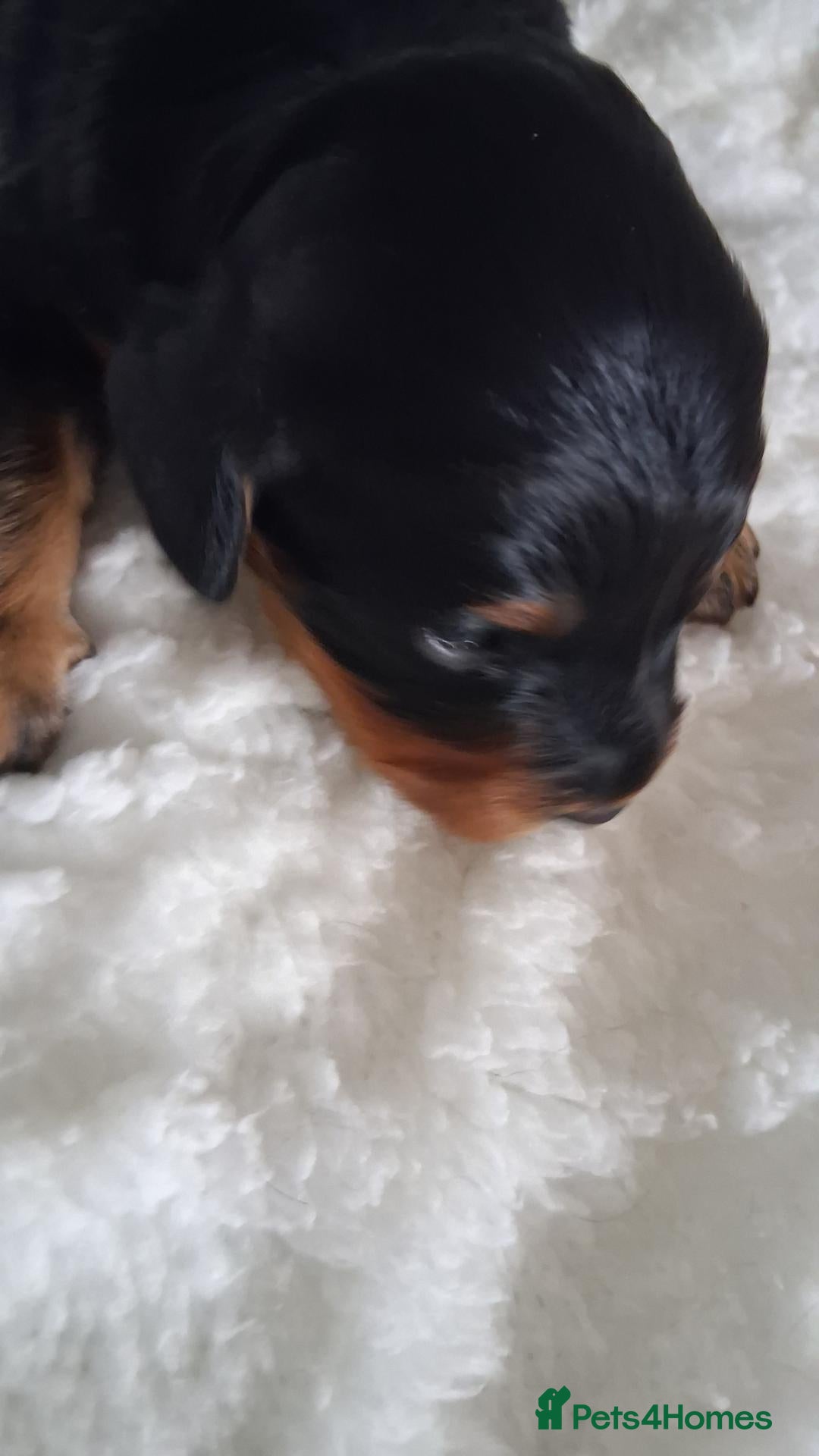 Cavapoo dogs Beautiful F1 Cavapoo pups. - Advert 7