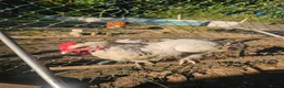 Chickens poultry for sale: 4 Light Sussex hens for sale  in Porth - Advert 4