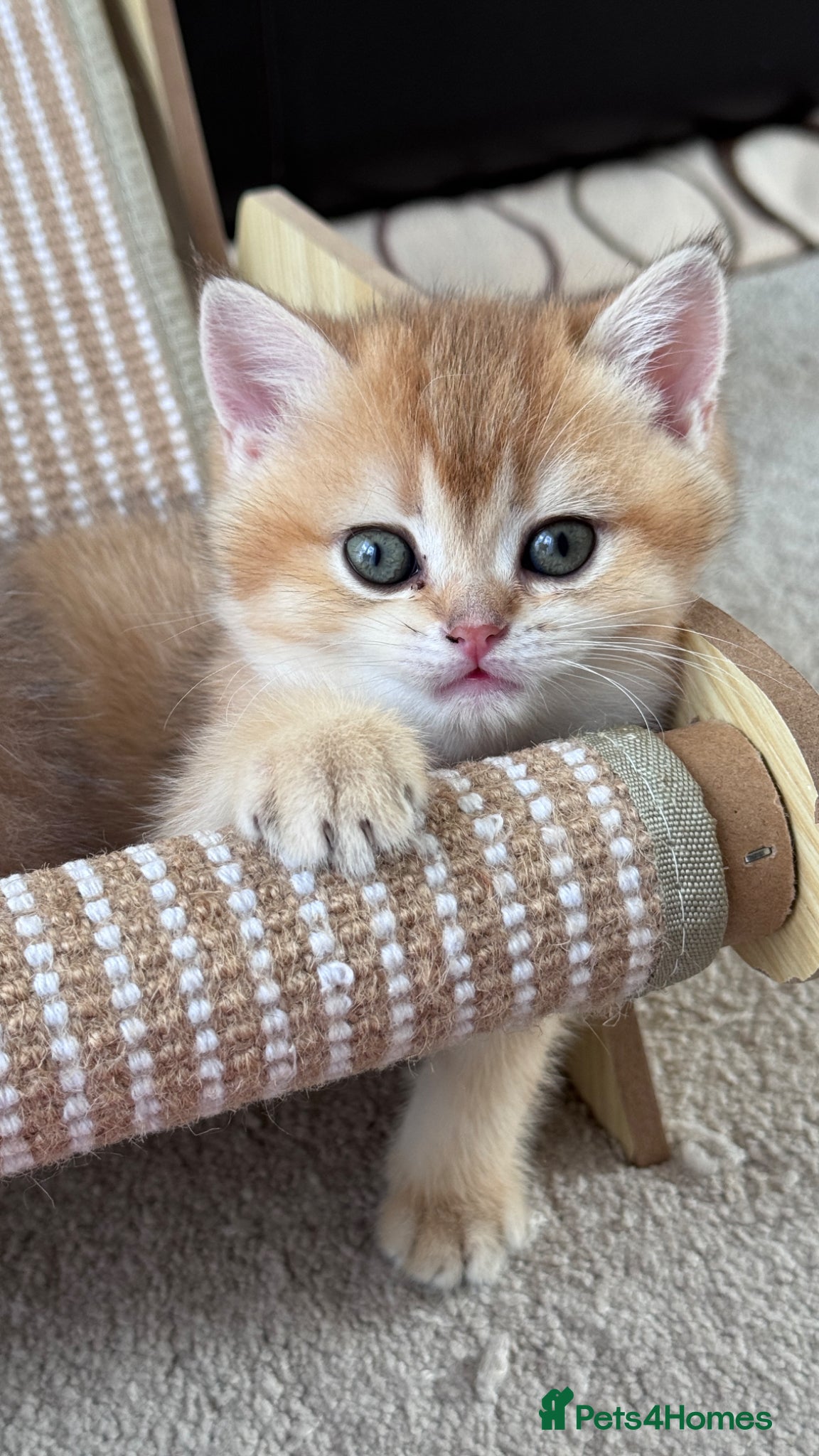 British Shorthair Kitten 3