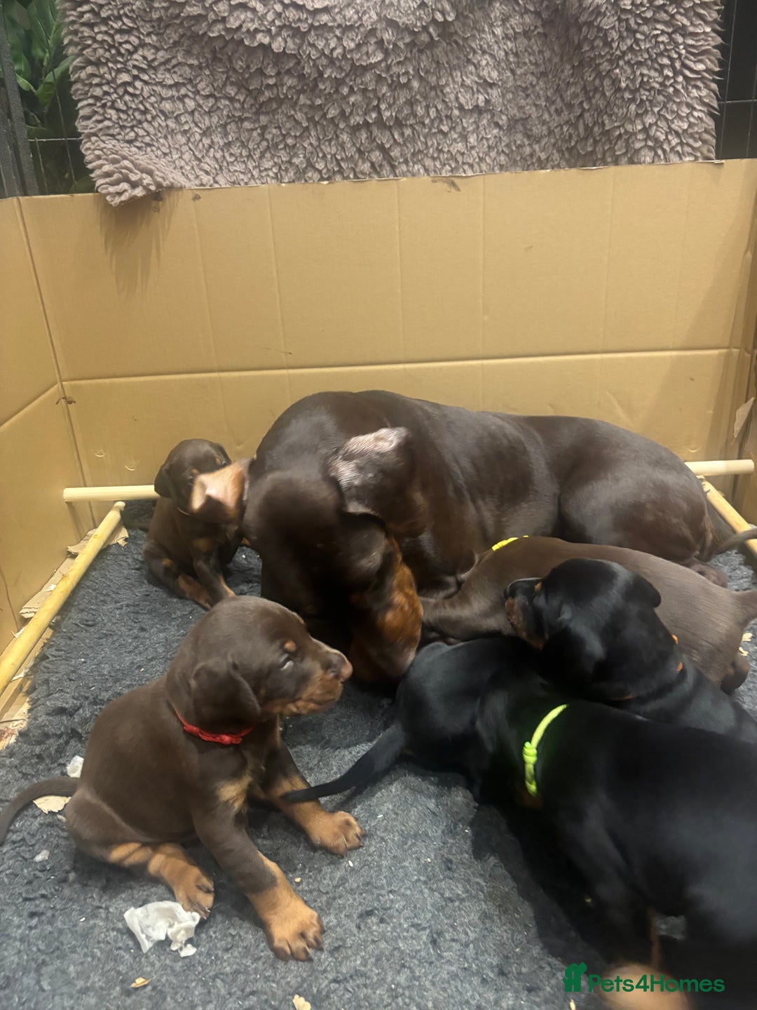 Dobermann dogs for sale: Beautiful chunky Dobermans - Advert 2