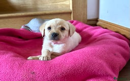 Labrador Retriever dogs for sale: Labrador puppies kennel Club registered - Image 5