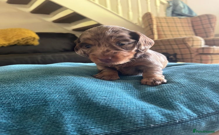 Miniature Dachshund dogs for sale in Caerphilly - Advert 1