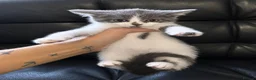 Ragdoll cats for sale: Ragdoll X domestic shorthair  - Advert 7