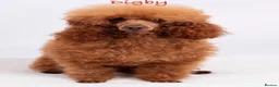 Cavapoo dogs for sale: Red toy Cavapoo puppies - Advert 6
