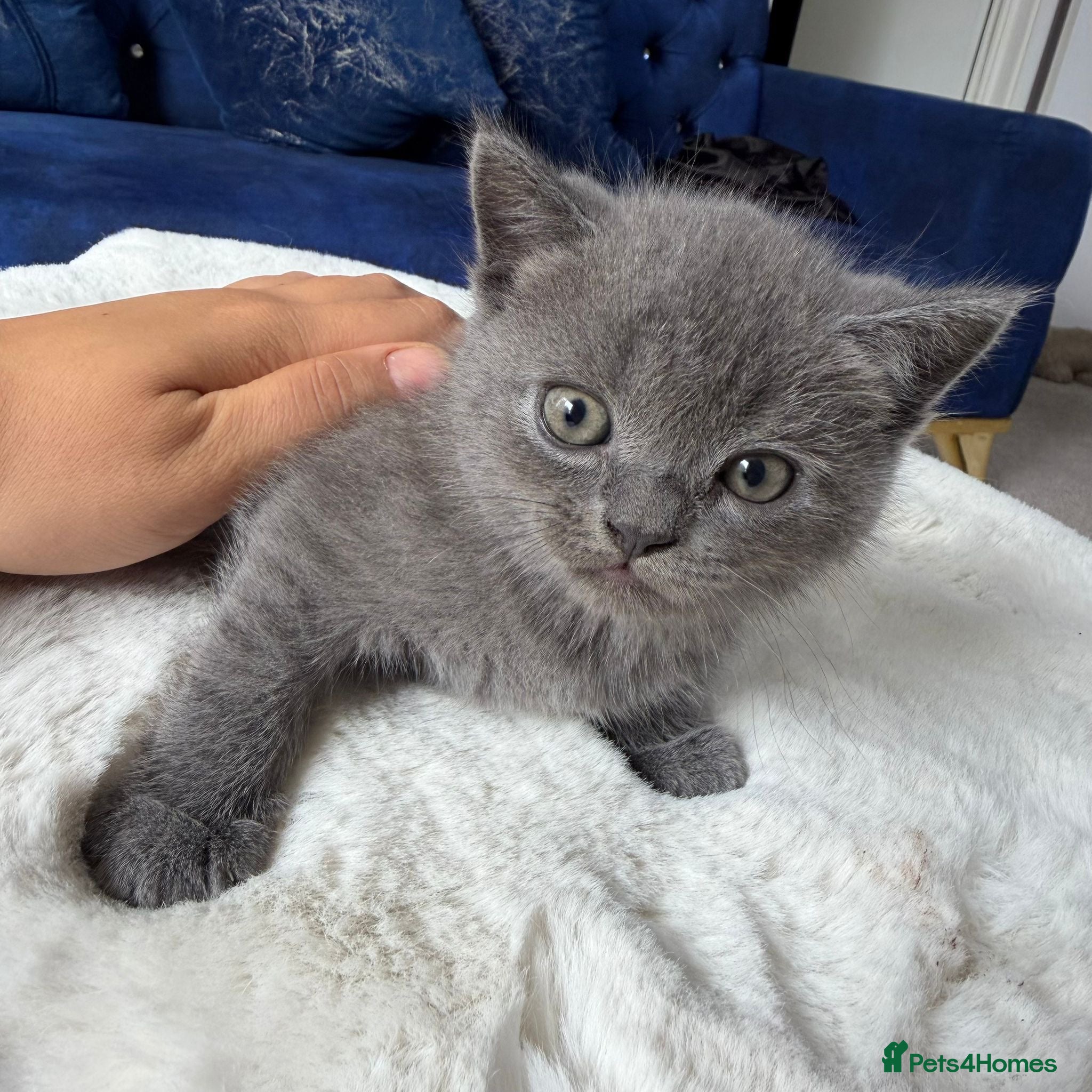 British Shorthair cats British shorthair kitten - Advert 4