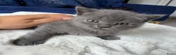 British Shorthair cats for sale: British shorthair kitten - Advert 1