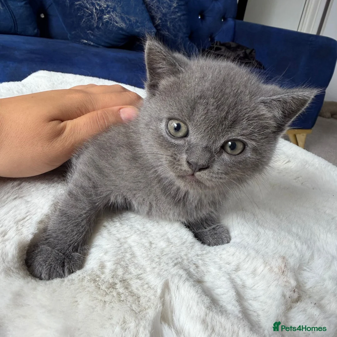 British Shorthair cats for sale: British shorthair kitten - Advert 1