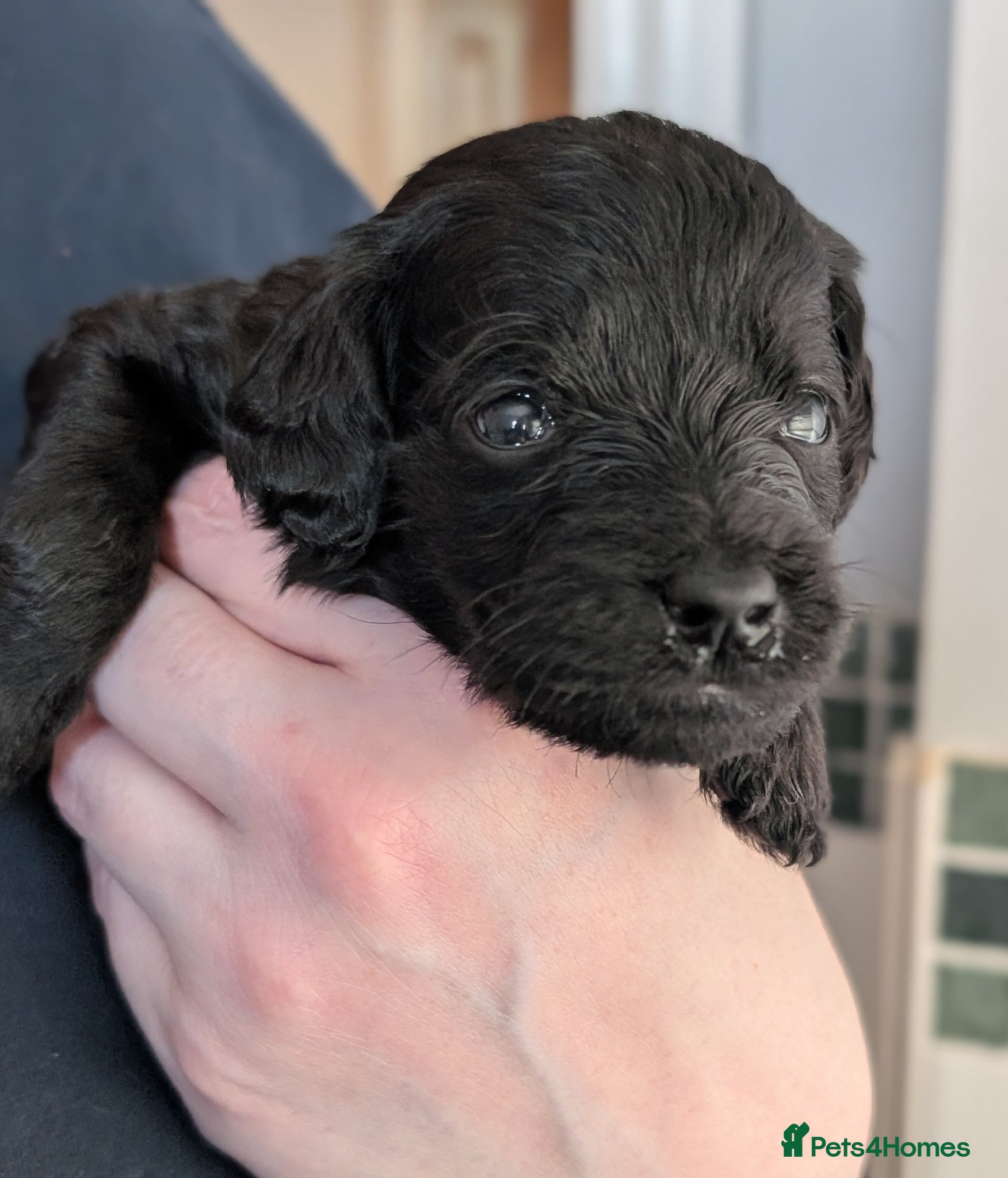 Labradoodle dogs for sale: Unique Labradoodles - Merle, Phantom, Black, Red - Advert 10
