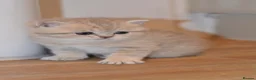 British Shorthair cats for sale: TICA/GCCF Adorable BSH/LH kittens  - Advert 10