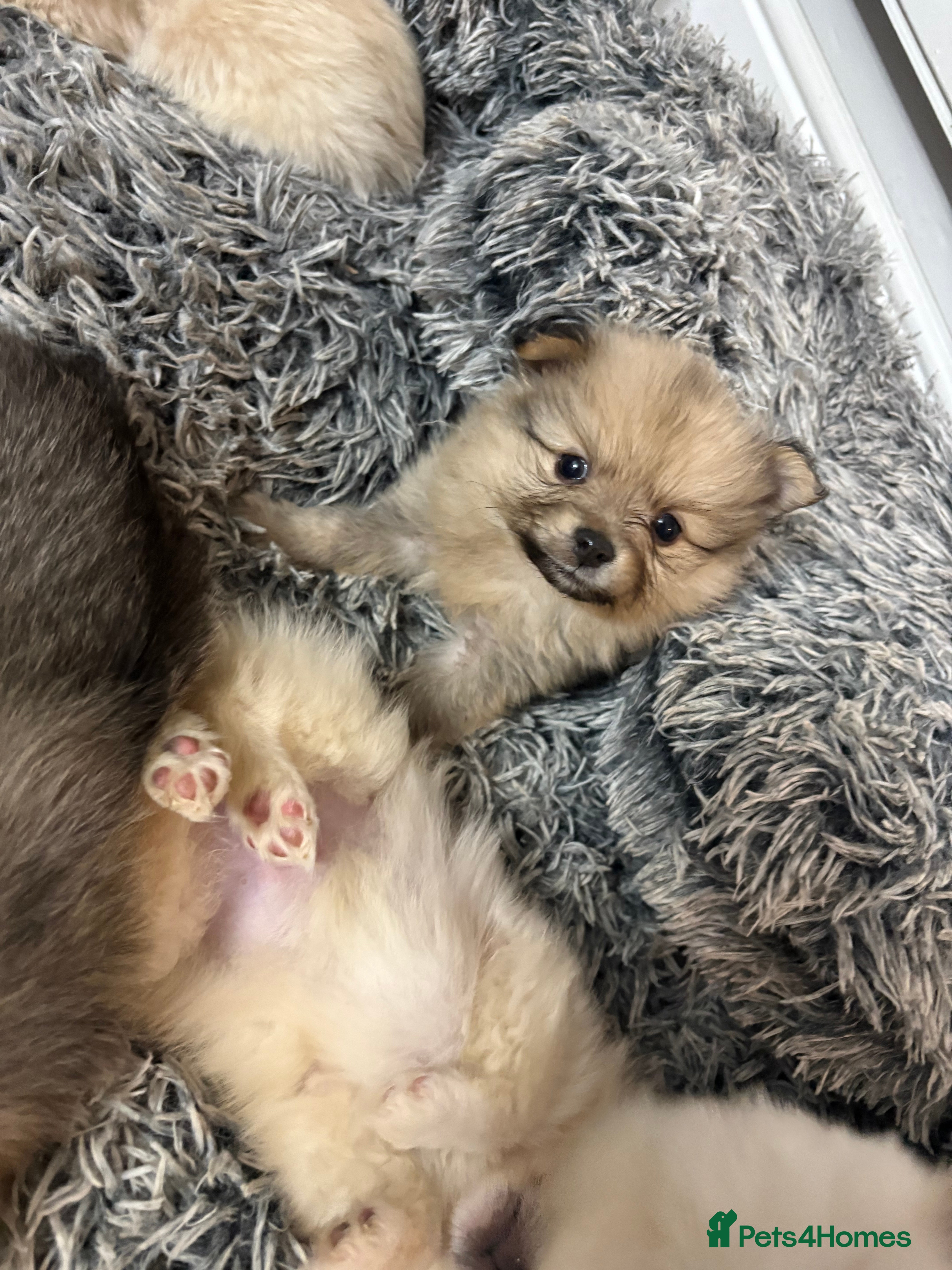 Pomeranian dogs Pomeranian puppies - Advert 1