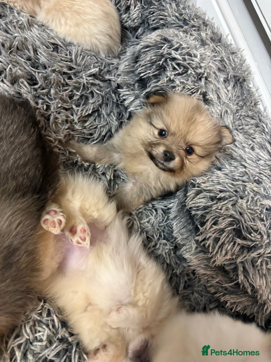 Pomeranian dogs for sale: Pomeranian puppies - Advert 1