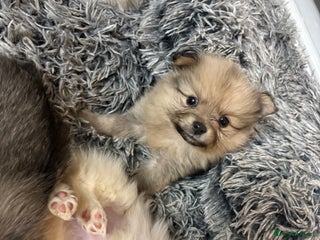 Pomeranian dogs Pomeranian puppies - Advert 3