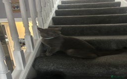 British Shorthair cats for sale: Male British shorthair  - Image 1