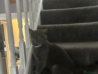 British Shorthair cats - Advert 21