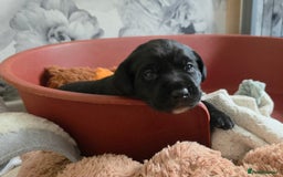 Mixed Breed dogs for sale: Adorable Black Lab Mix - Image 9