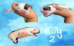 Staffordshire Bull Terrier dogs for sale: Staffie Pups - Image 3