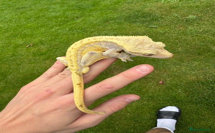 Gecko reptiles in Upminster - Advert 3