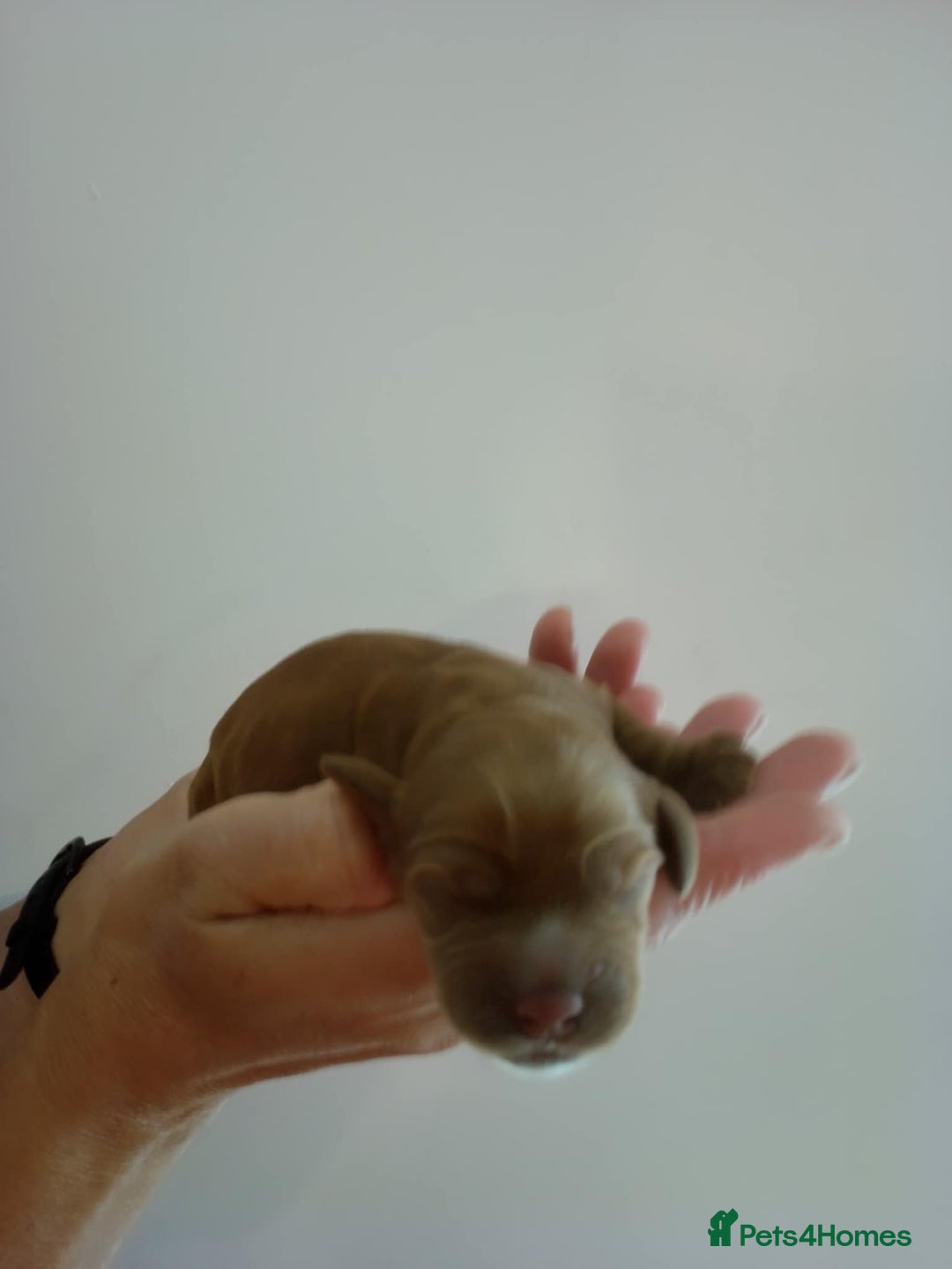 Cocker Spaniel dogs for sale: show cocker spaniel puppies solid colours - Image 6