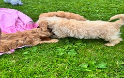 Cockapoo dogs for sale: TOY COCKAPOO PUPPIES  - Image 11
