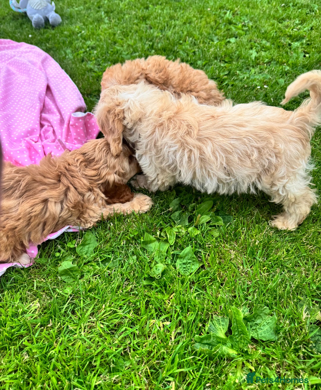 Cockapoo dogs for sale: TOY COCKAPOO PUPPIES  - Image 11